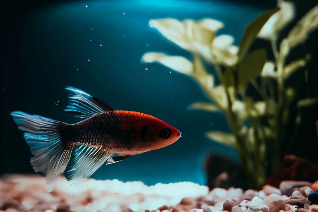 Improved Water Quality for guppies in planted tank