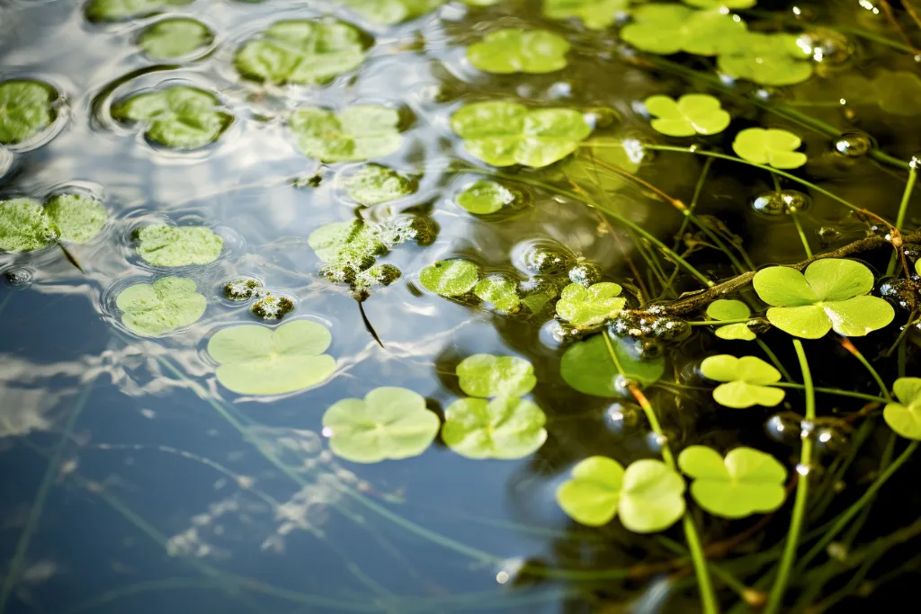 Plants to Avoid Keeping with Guppies - duckweed