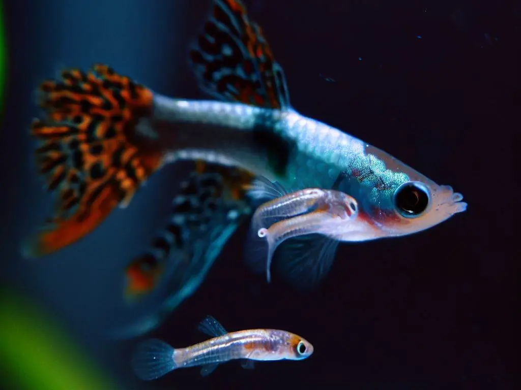 Caring for Guppy Fish Fry