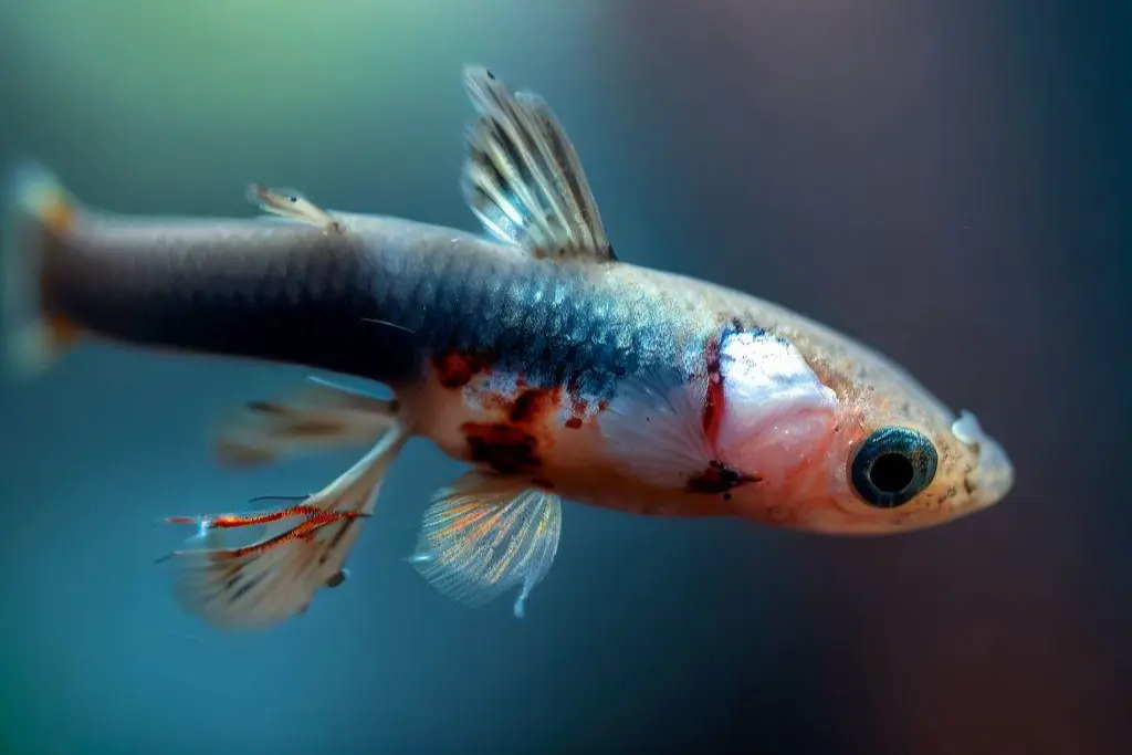 Signs and Symptoms of Guppy Cannibalism - Missing Fins or Tail