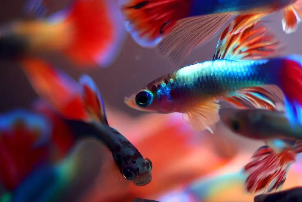 Guppy Behavior and Social Interactions: Observing Their Community