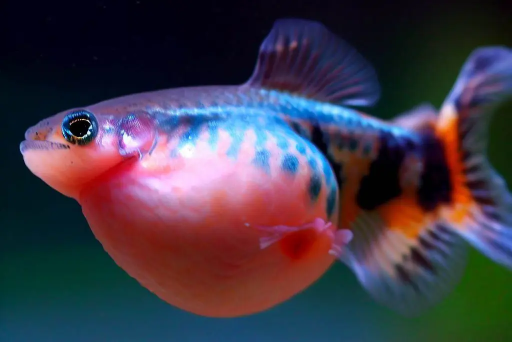 guppy fish with dropsy