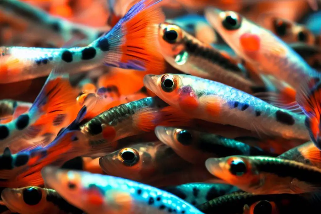 Understanding the Causes of Guppy Cannibalism - overcrowding
