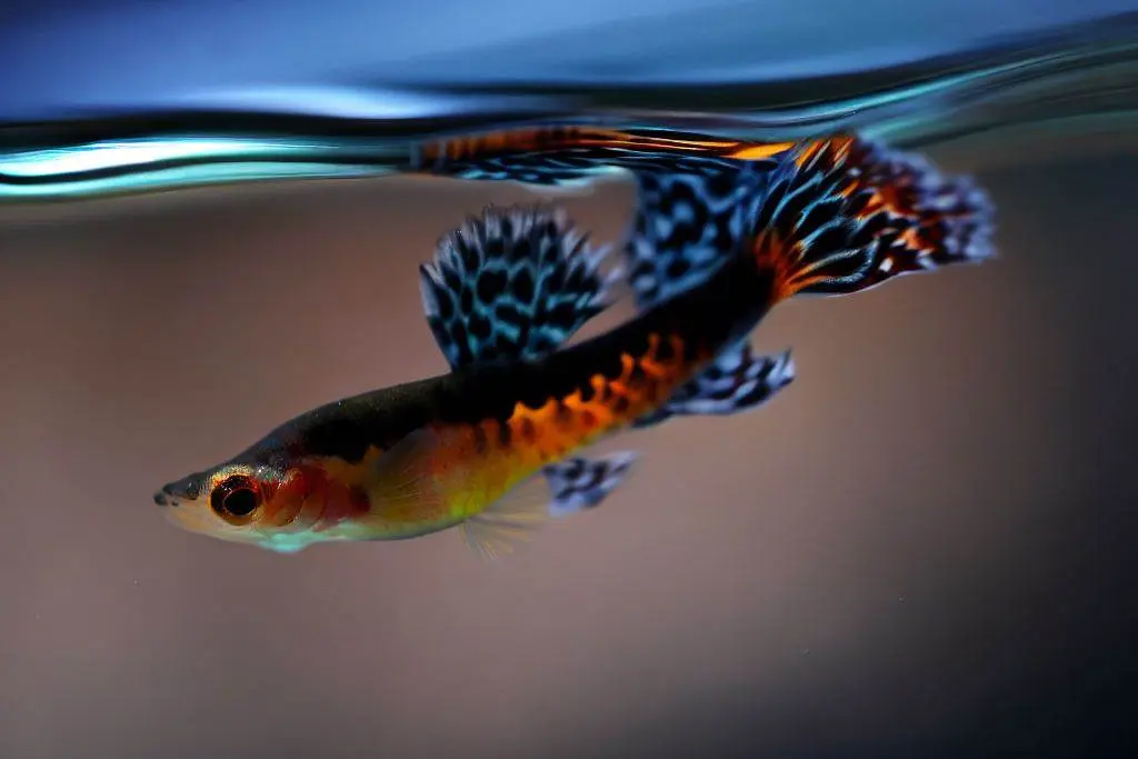 Understanding Guppy Fish Behavior - Guppy Fish Staying at Tank Surface