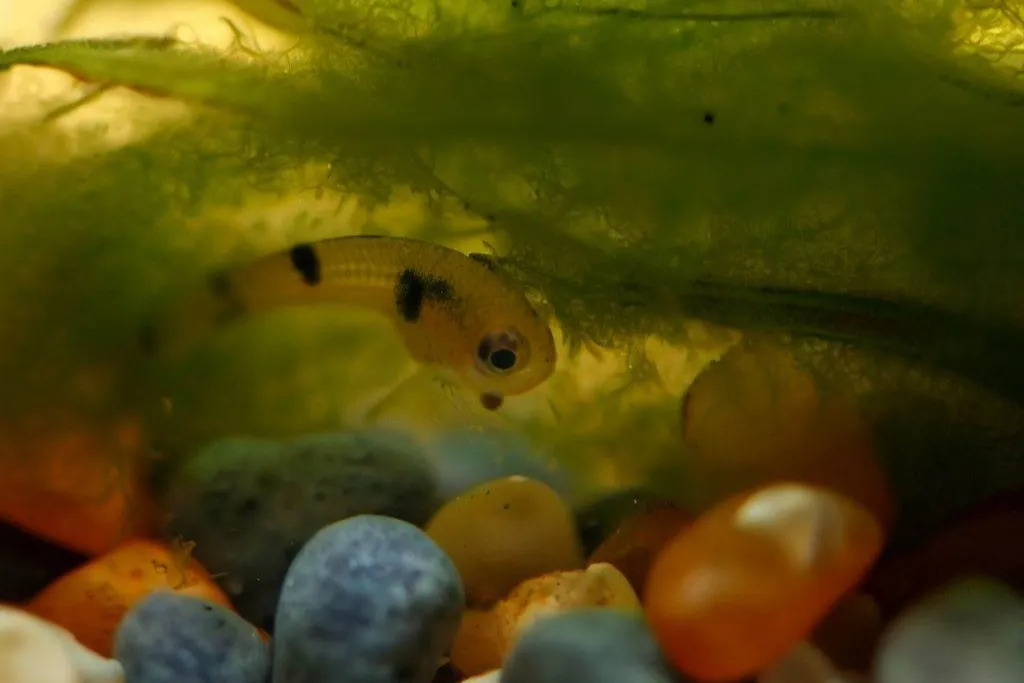 Managing the Growth and Development of Guppy Fry