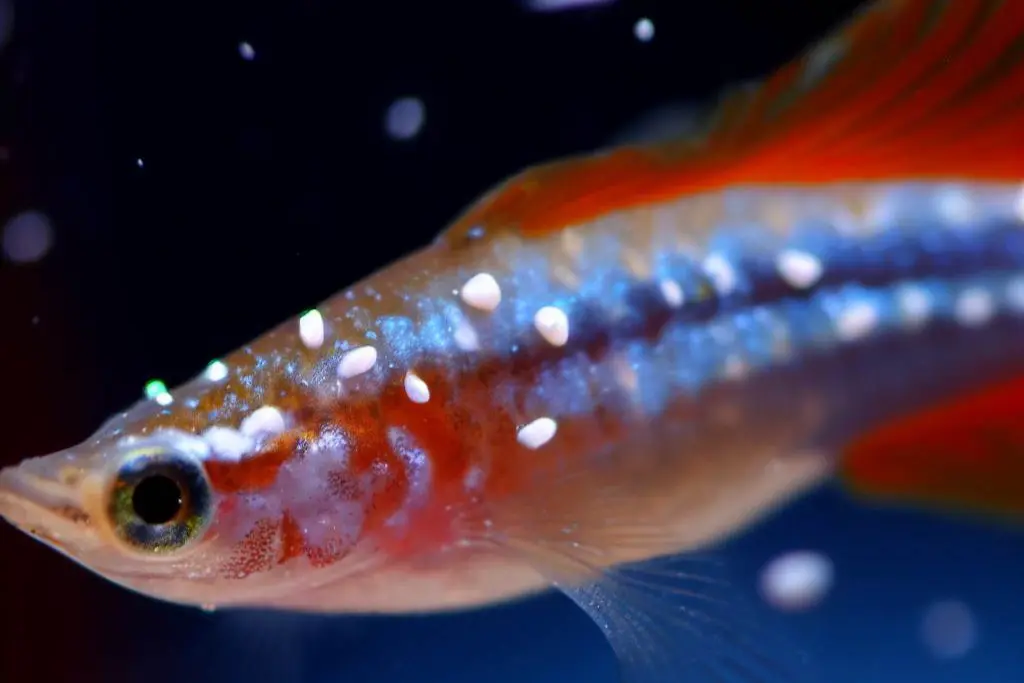 Common Health Problems in Guppies: Symptoms and Solutions