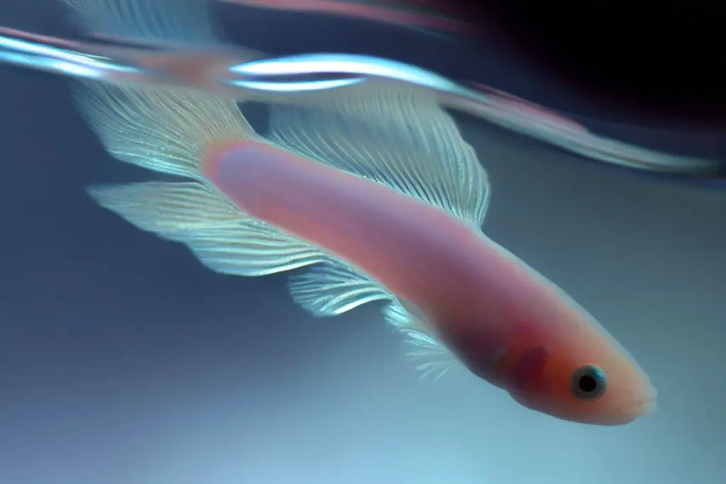 Potential Health Issues Related to Guppy Fish Staying at Tank Surface