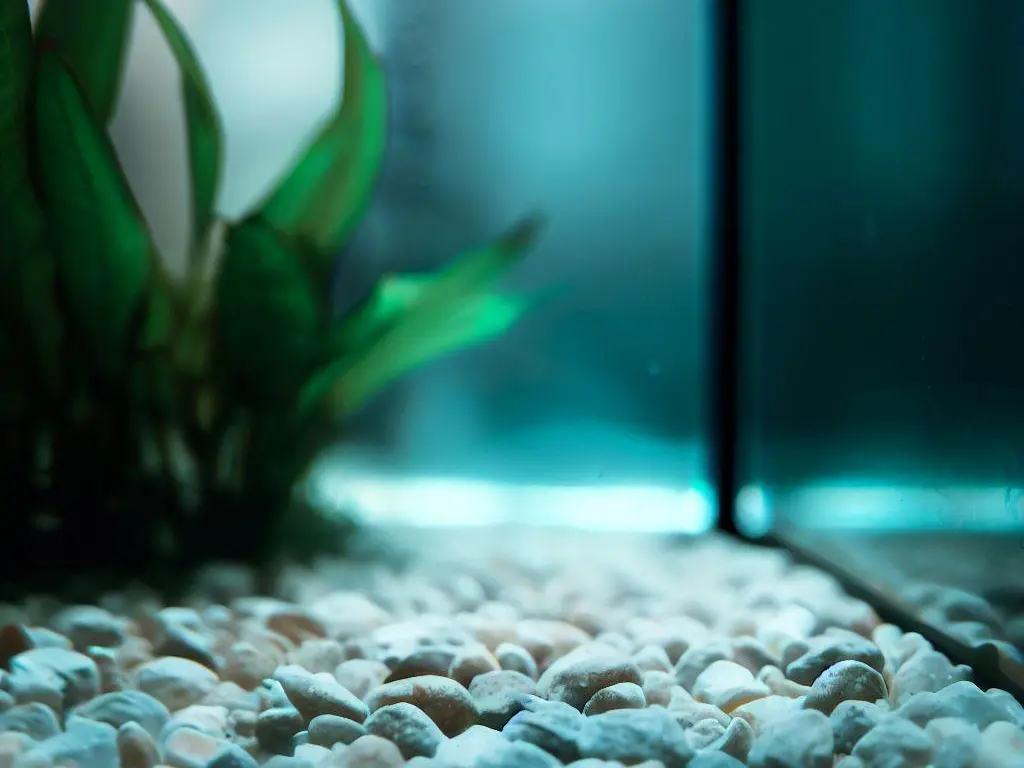 Setting Up a Planted Tank for Guppies - substrate choice
