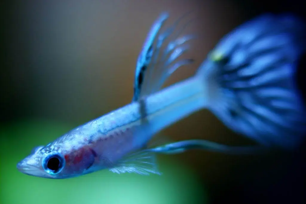 Troubleshooting Guppy Fish Not Eating - skinny guppies