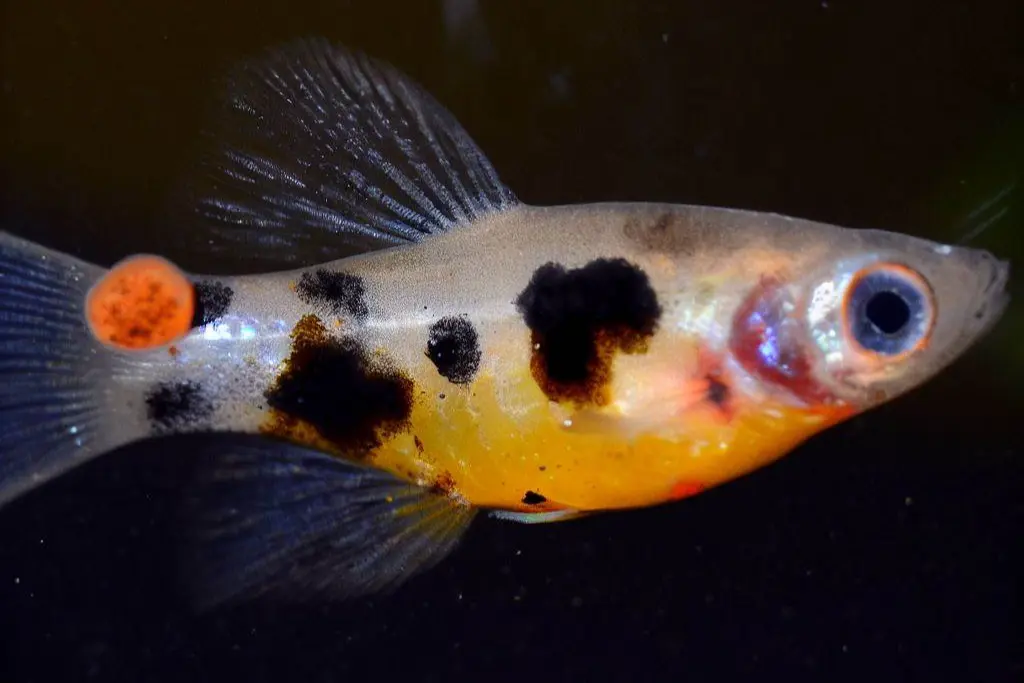 Causes of Black Spot in Guppies