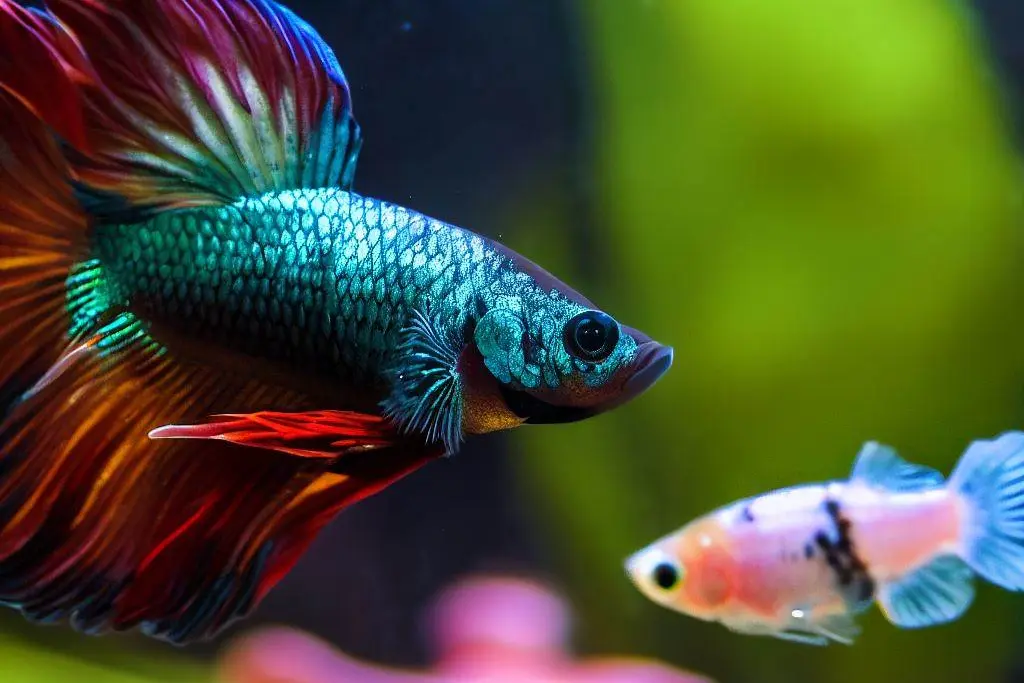 Can Guppies live with Bettas