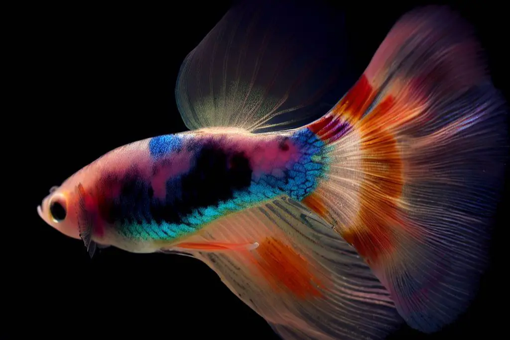 Can guppy fish change their colors