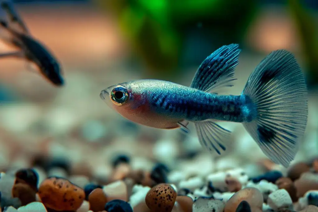 Coping with Guppy Fish Without Male - female only guppies