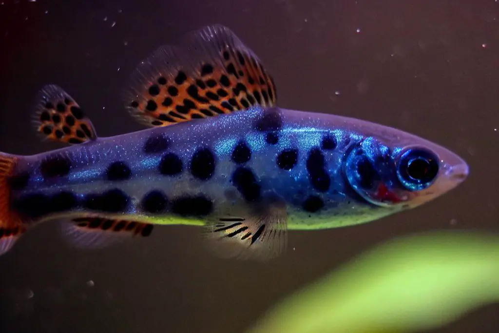 Introduction to Guppy with Black Spot