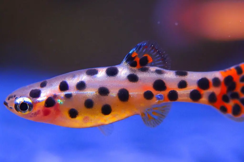 Prevention of Black Spot in Guppies