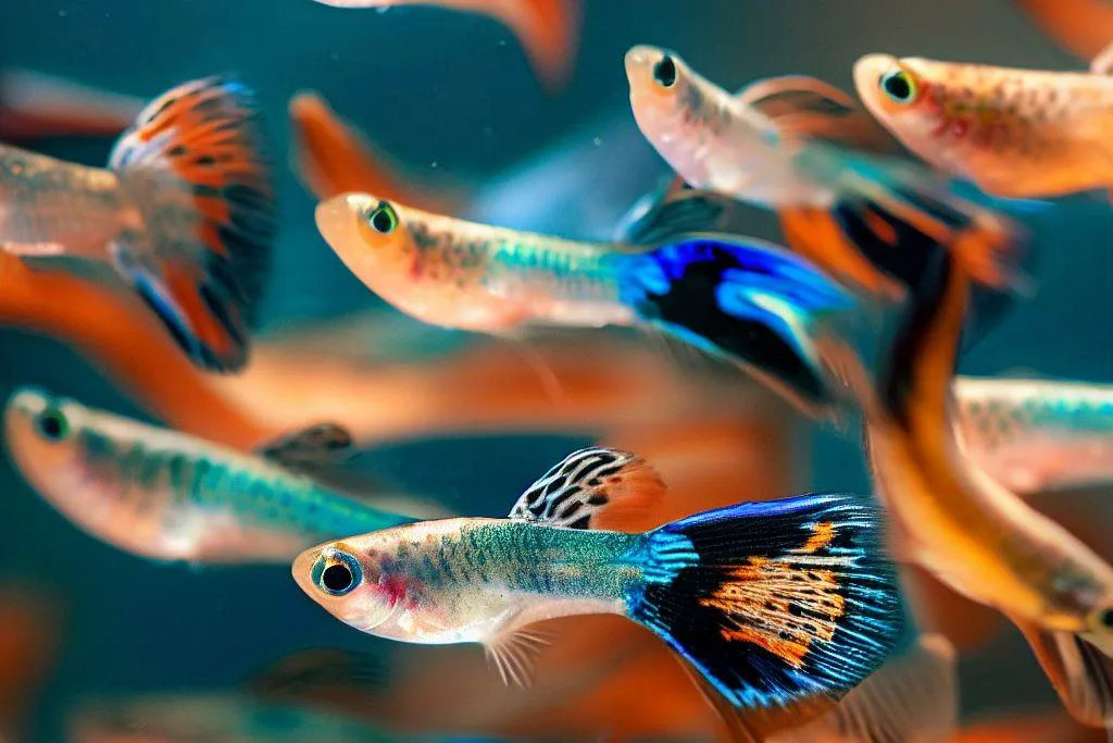 Characteristics of Schooling Fish - guppies schooling