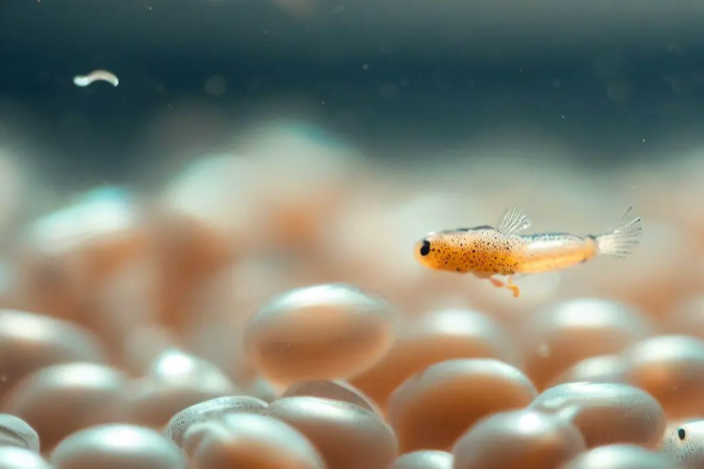 Growth Process of Guppy Fry