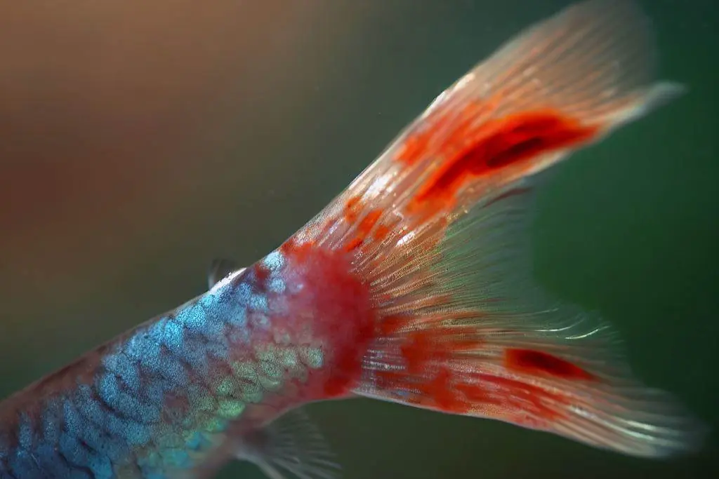 Treatment for Torn Guppy Tail