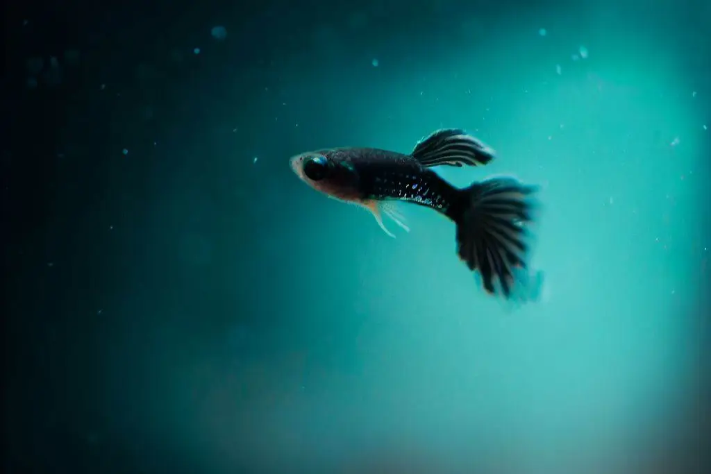 Addressing Loneliness in Guppies