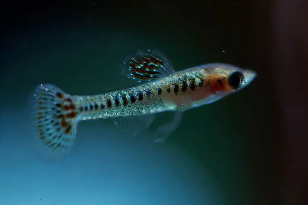 When Are Guppy Fry Considered Big Enough?