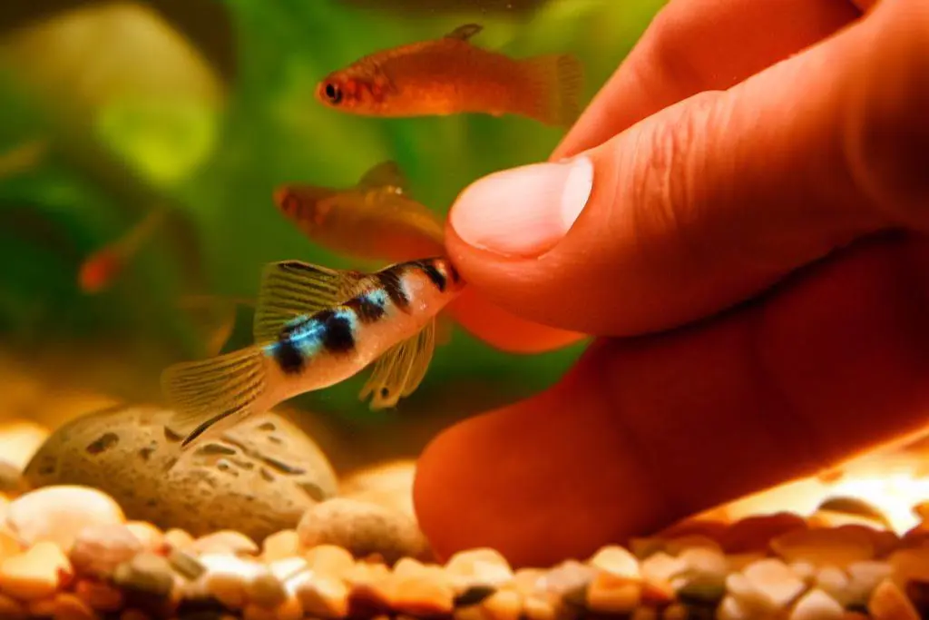 Bonding with Guppies - strengthen the recognition