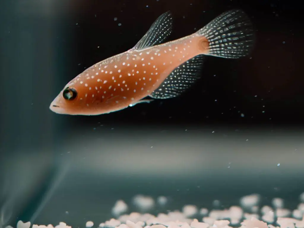 Tips for Quarantine and Isolation of Infected Guppy Fish