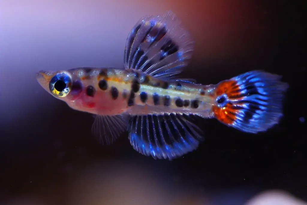 Common Mistakes in Raising Guppy Fry