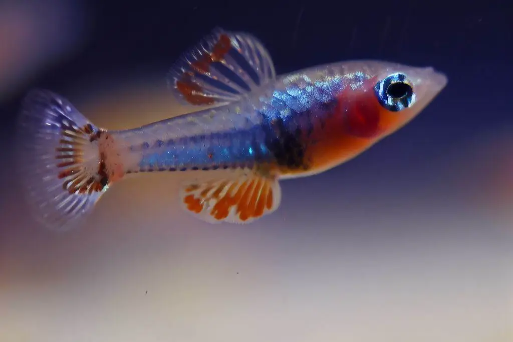Environmental Factors and Guppy Fry Growth