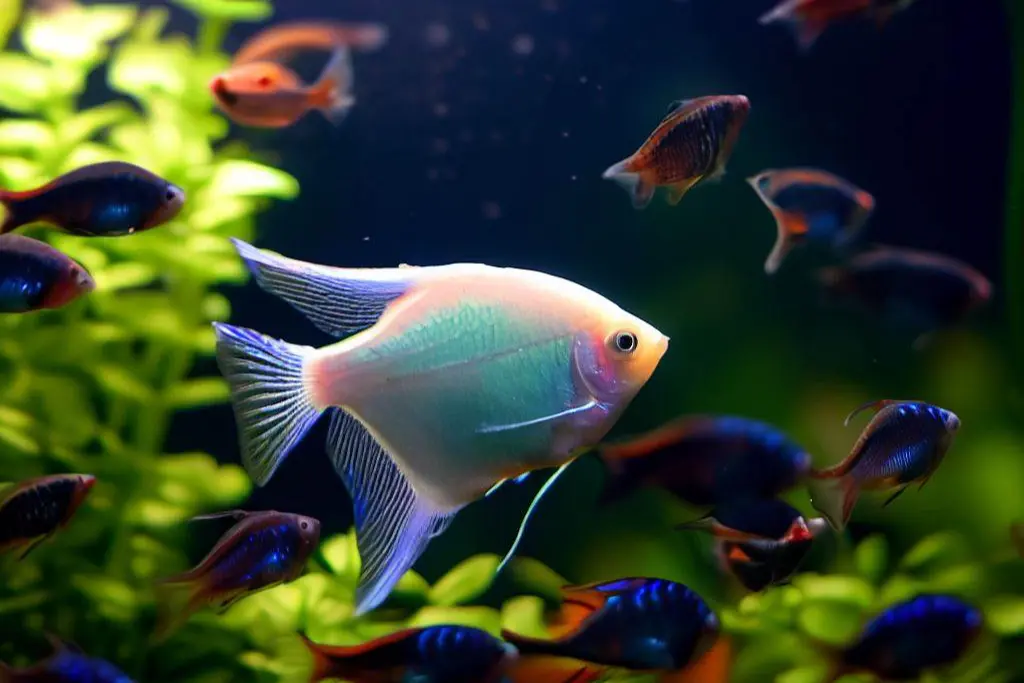 Compatible Tank Mates for Angelfish: Fish and Plant Suggestions