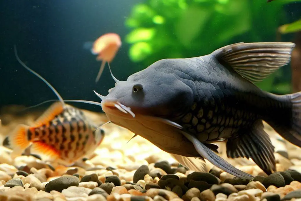 The choice of tankmates can indirectly influence the growth of angelfish.