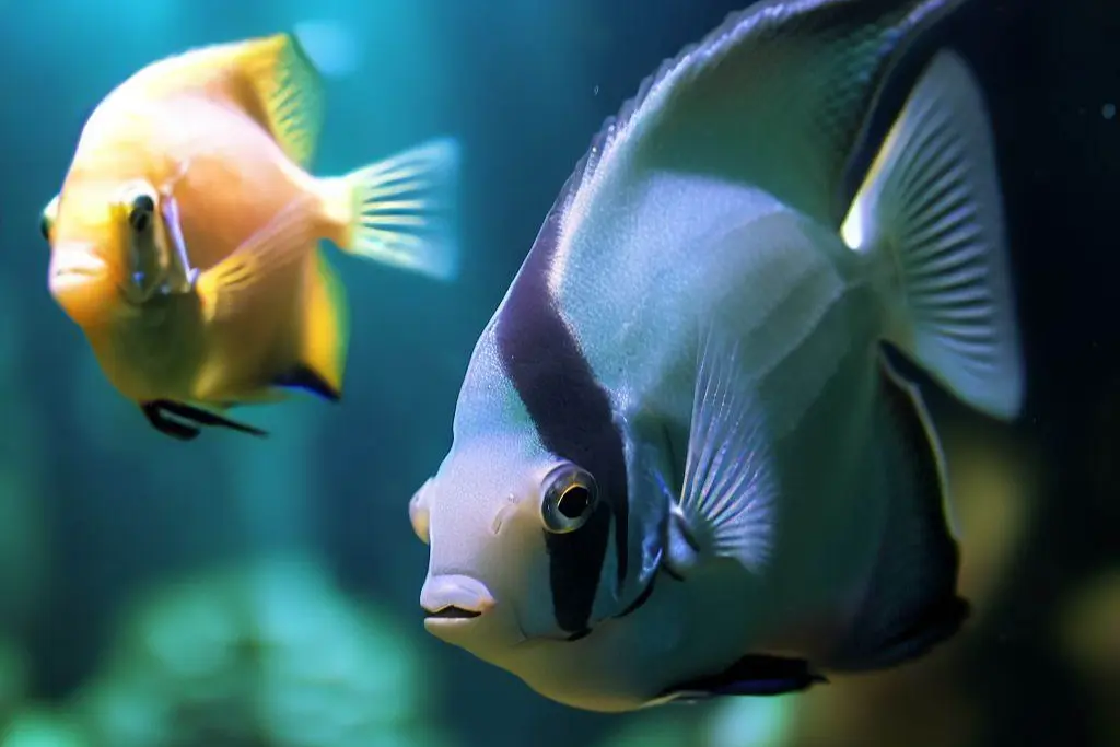 Fun Facts About Angelfish