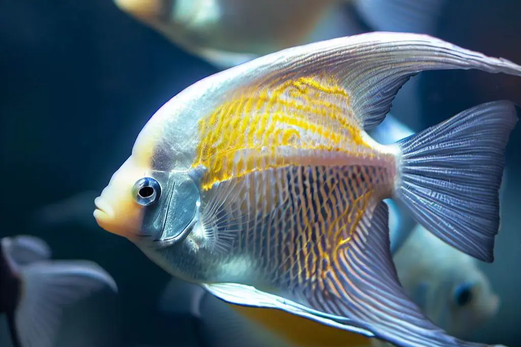 Exploring the Array of Colors in Angelfish