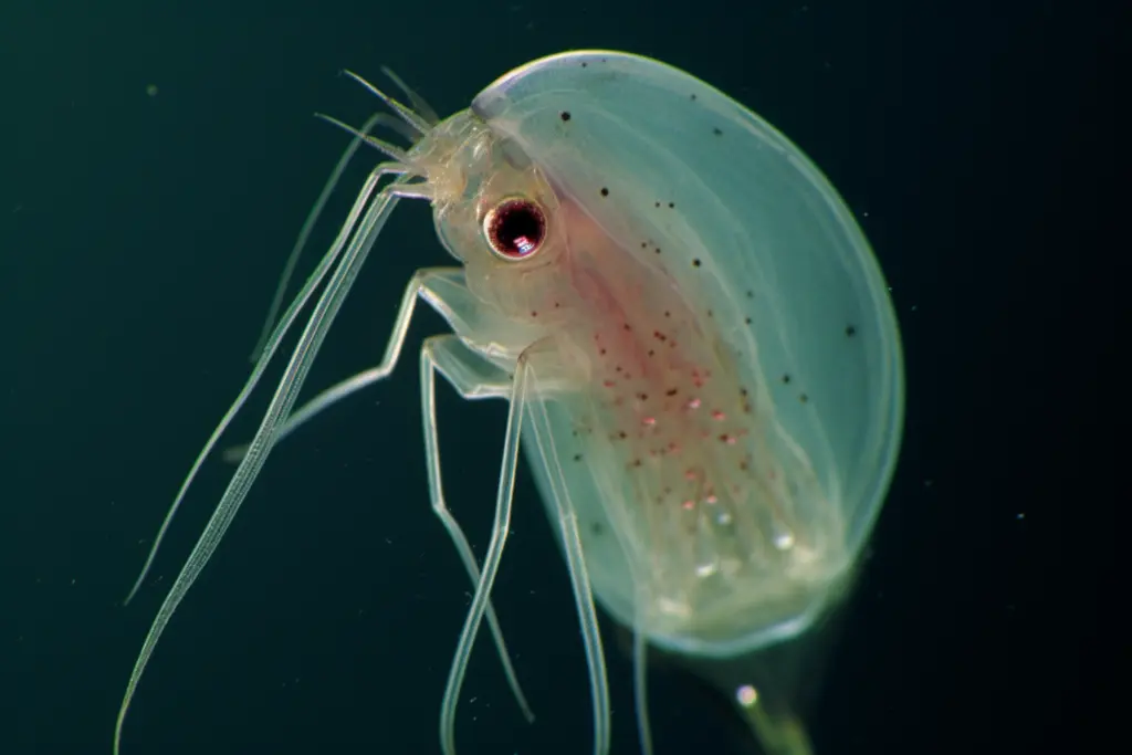 Daphnia, also known as water fleas, are small aquatic crustaceans