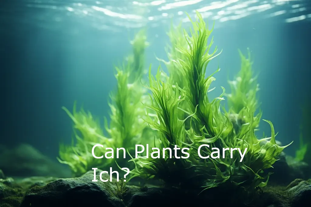 Can Aquarium Plants Spread Ich?