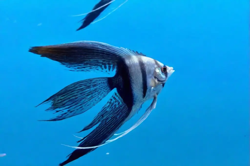 Breeding Angelfish Varieties - veiled angelfish