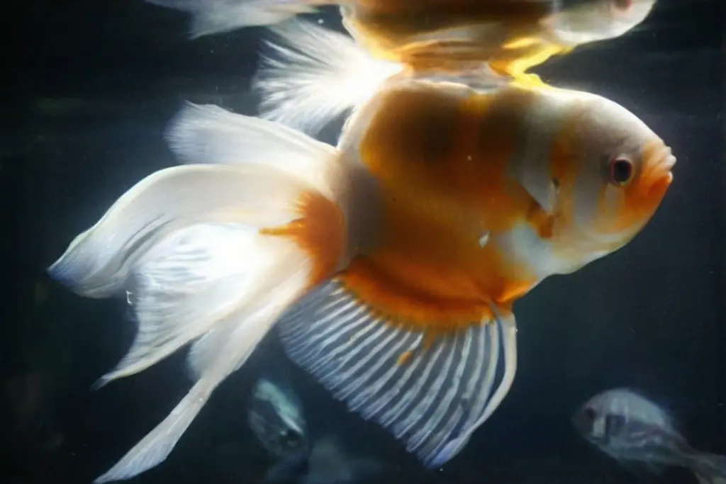 Treatment Options for Swim Bladder Issues in Angelfish